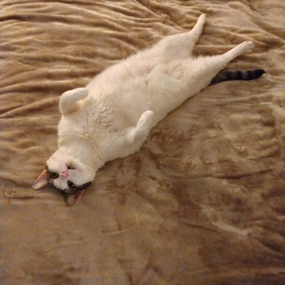 Free shipping on purchases over $85